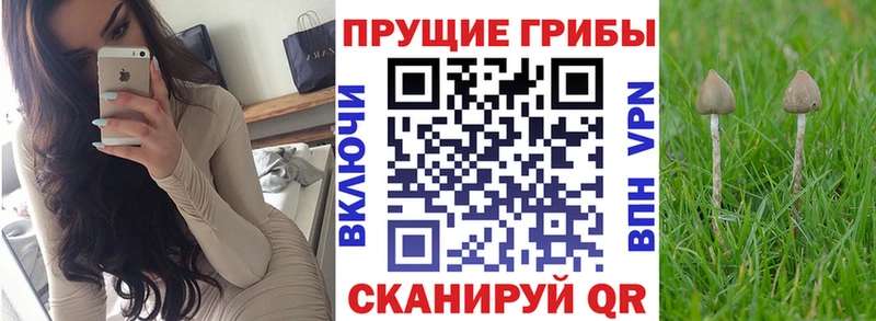 Псилоцибиновые грибы Psilocybine cubensis  Люберцы 